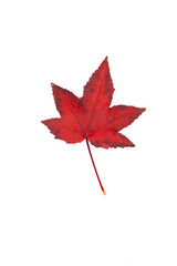 Autumn painting, Autumn maple leaves, Solitary leaf on white background, different colors. Yellow, red, burgundy, green, orange, Tree with wide, in most species, figured leaves.
