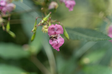 Bee on a flower