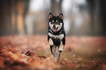 A cute young black Shiba Inu dog in a brown leather collar running among the fallen red leaves against the backdrop of a foggy autumn landscape. Paws in the air. The mouth is open. Crazy dog