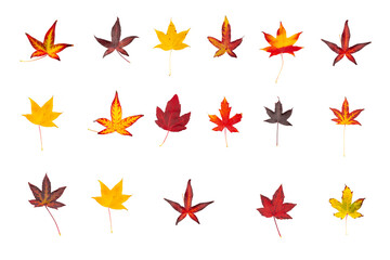 Colorful leaves. Colorful collection of autumn leaves isolated on white background
