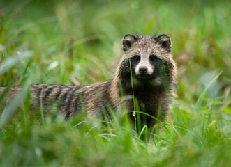 Common raccoon dog ( Nyctereutes viverrinus )