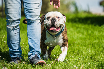 Brindle coat American Bulldog dog in move on grass with owner