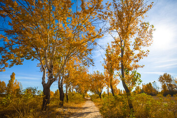 Fototapeta premium small road in red autumn park at the sunny day