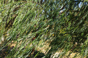 Willow tree branches fluttering in the wind close up. Beautiful dinamic nature background.