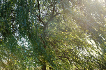 Willow tree branches fluttering in the wind close up. Beautiful dinamic nature background.