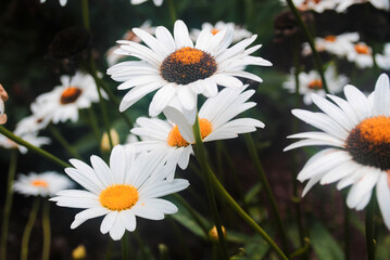 Closeup of a Daisy