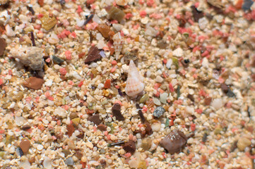 So-called pink sand from Elafonisi beach on Crete, Greece. Closeup shot of pink sand  with some tiny shells..