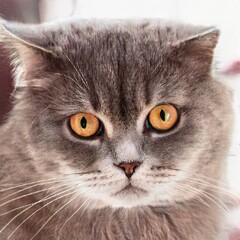 Portrait of a nice cat