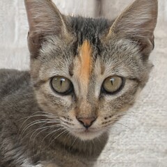 Portrait of a nice cat