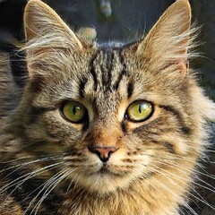 Portrait of a nice cat