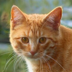 Portrait of a nice cat