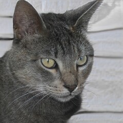 Portrait of a nice cat