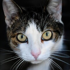 Portrait of a nice cat