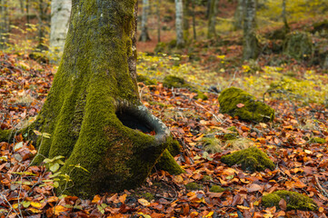 Otoño en la Fageda d'en Jorda