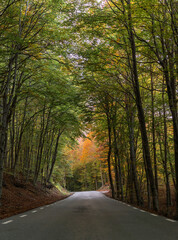 Obraz premium Otoño en el Montseny