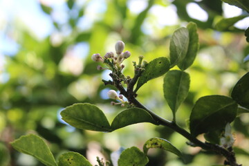 Fototapeta premium green flower tree branch