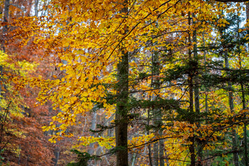 Herbstwald auf der schwäbischen Alb