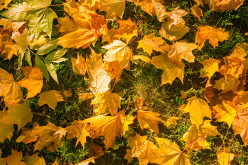 Multi colored maple leaves on the grass in autumn forest