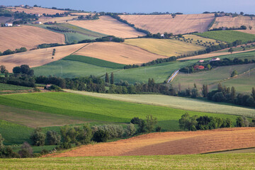 Strada Vencareto, Stacciola. Pesaro e Urbino. Paesaggio agricolo collinare con campi di grano