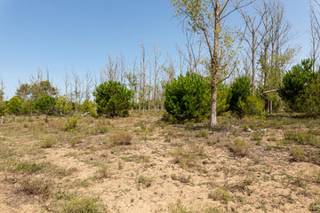 Dying trees due to global warming and climate change