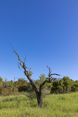 old tree with dead branches due to environment pollution by CO2