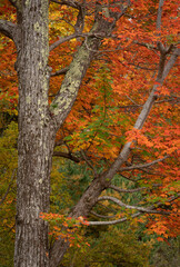 Fototapeta premium Acadia National Park, ME - USA - Oct. 15, 2021: Vertical view of Fall foilage in the Duck Brook area of the National Park.