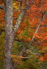 Acadia National Park, ME - USA - Oct. 15, 2021: Vertical view of Fall foilage in the Duck Brook area of the National Park.