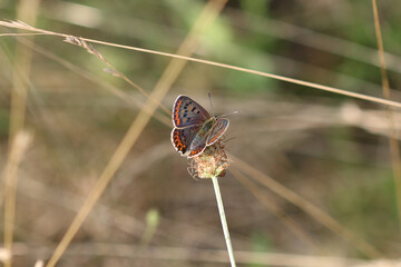 Brauner Feuerfalter - 