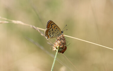Brauner Feuerfalter - Sooty copper