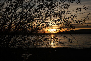Wunderschöner Sonnenuntergang durch einem Busch auf dem Bodensee