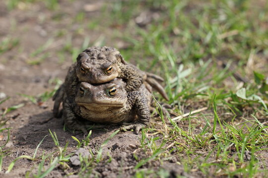 toads in lovein sring