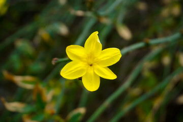 Beautiful blooming yellow daylily in spring