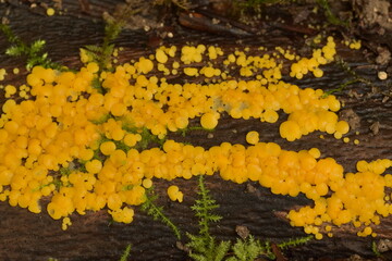 Lemon disco yellow disc fungi