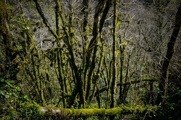 Beautiful park with moss covered trees