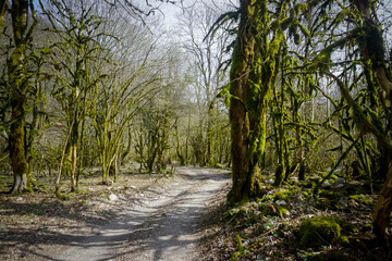 Beautiful park with moss covered trees