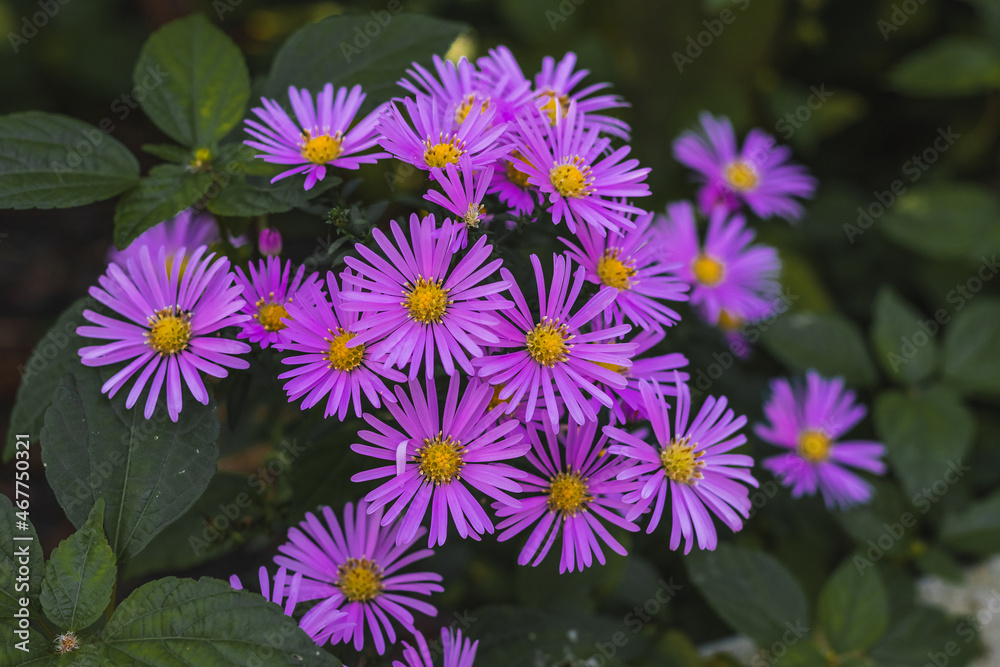 Wall mural Alpine aster (Aster alpinus). Small purple flowers bloom on a blurry background of green foliage. Novobelgian aster or Virgin aster - beautiful autumn flowers in the garden on an autumn day.