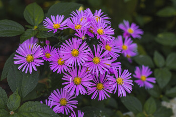 Alpine aster (Aster alpinus). Small purple flowers bloom on a blurry background of green foliage....