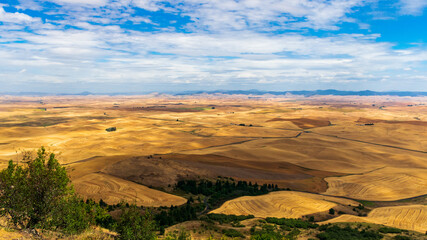 Summer in The Palouse, Washington