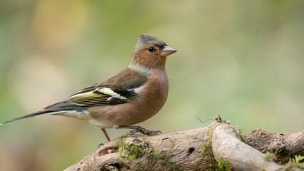 bird, natur, wild lebende tiere, tier, spatz, finch, wild, schnabel, ast, gering