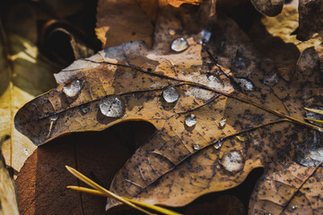 autumn leaf on the water