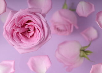 Roses pink buds and petals. Modern creative concept