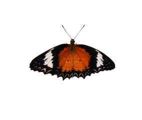Fototapeta na wymiar monarch butterfly isolated on white