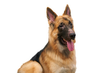 Side view of a German Shepherd puppy sitting in a room in a typical house look at camera cutout isolated on white