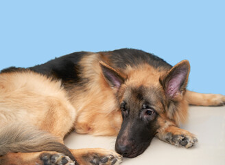German shepherd dog lying down on floor feel bored or wait with copy space