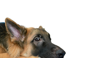 German shepherd dog head look at camera lying down on floor feel with copy space