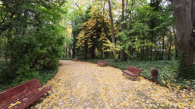 Caminando y paseando por el parque Campo Grande de Valladolid durante el oto&ntilde;o con el suelo tamizado de hojas ca&iacute;das
