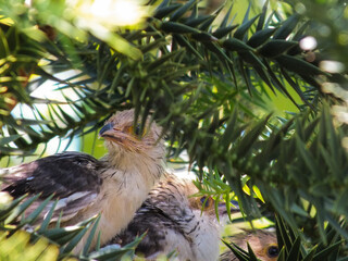 bird in the tree