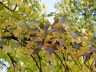 (Liquidambar styraciflua) Feuilles étoilées, palmatilobées et finement dentées de couleur...