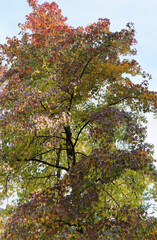 Liquidambar styraciflua | Copalme d'Amérique, arbre d'ornement à forme pyramidale au feuillage palmé et lobé de vert intense aux couleurs chaleureuses jaune, orangé à pourpre
