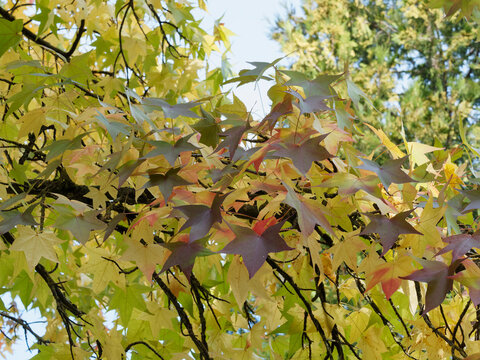 (Liquidambar styraciflua) Feuilles &eacute;toil&eacute;es, palmatilob&eacute;es et finement dent&eacute;es de couleur automnale, vert, jaune &agrave; rouge pourpr&eacute; de Copalme d'Am&eacute;rique ou Liquidambar